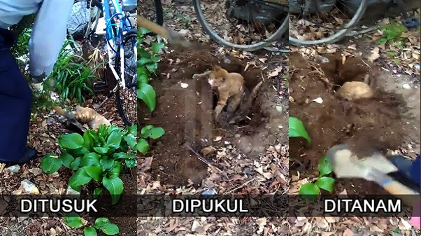Kucing Disiksa Dan Dikubur Hidup-Hidup, Membuatkan Pencinta Kucing Geram Dan Bengang!