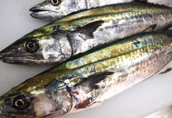 キズシにするのが一般的だが とれたての鮮度バツグンの物は刺身が美味い 一匹丸ごと買って 上身は刺身 骨付きは塩焼と同じ魚で二度楽しむのが明石流