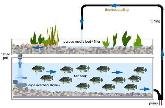 Aquaponics Systems