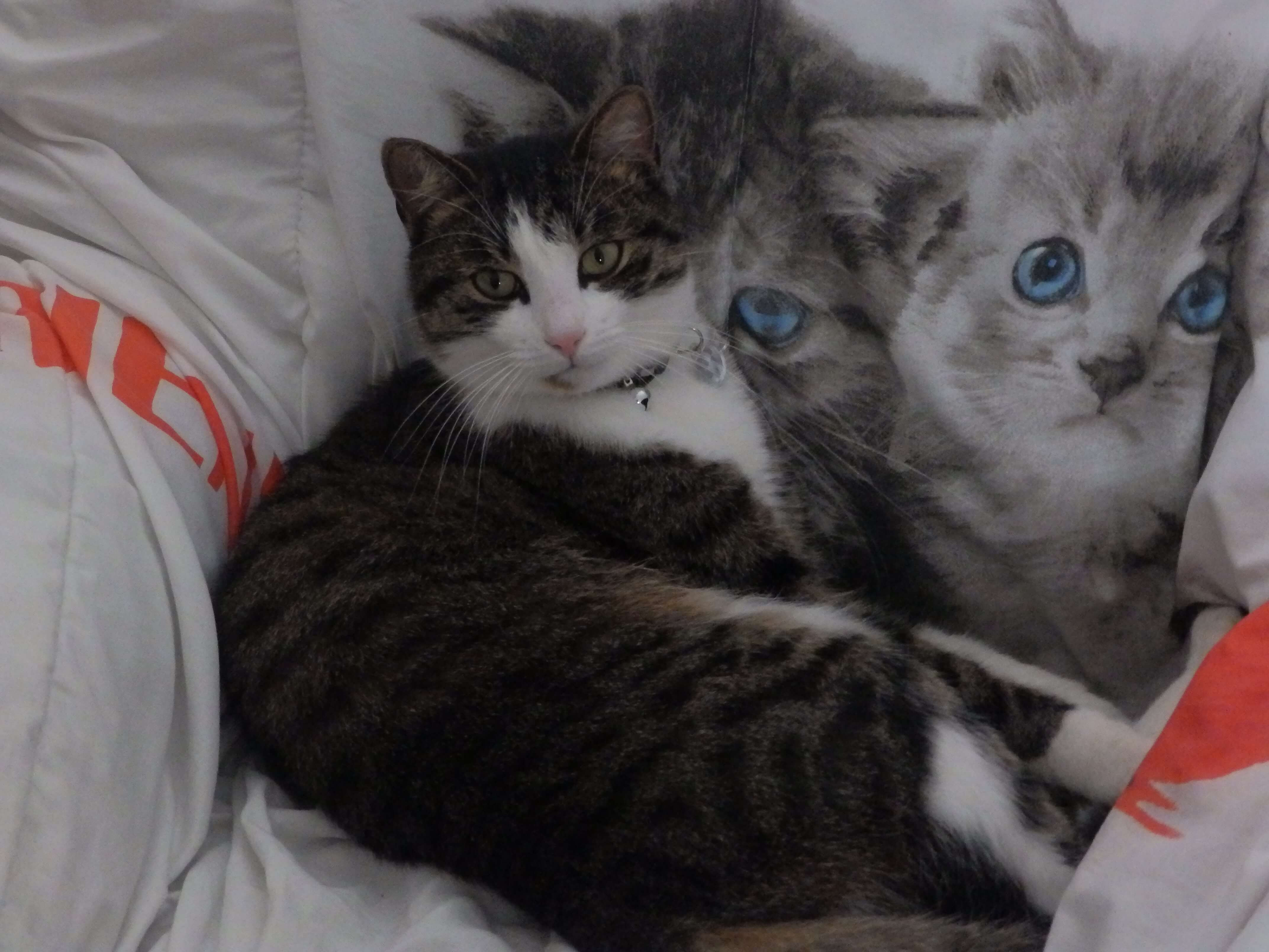 Chats Perdus