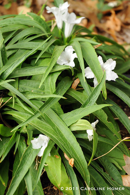 Ruellia