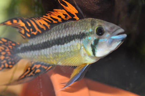 写真集 アピストグラマ カカトゥオイデス トリプルレッド 熱帯魚 アクアリウム レビュー 楽天ブログ