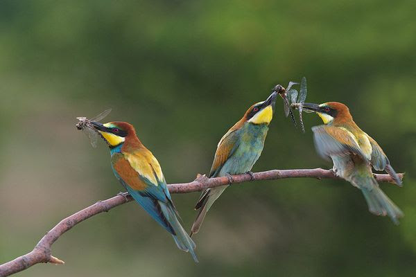 Bird Photography