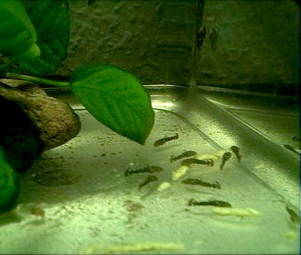 Benötigt wird eine Höhle oder Röhre mit nur einer geöffneten Seite,