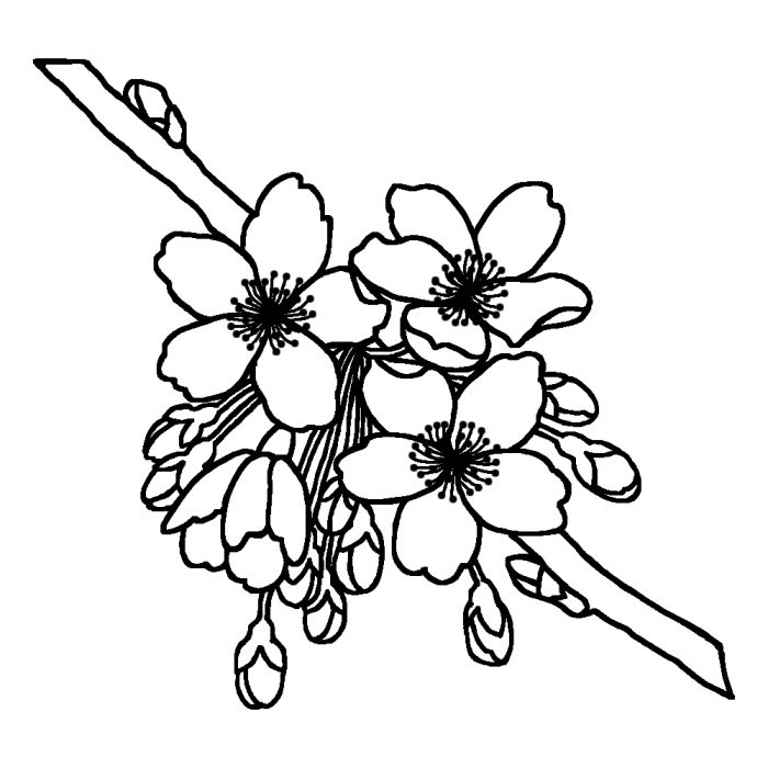 サクラ 桜 白黒 春の花 無料イラスト素材