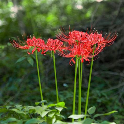 Dense, compacted clay soils prevent appropriate water drainage. Red Lycoris Radiata | Red Surprise Lily | Red Magic Lily