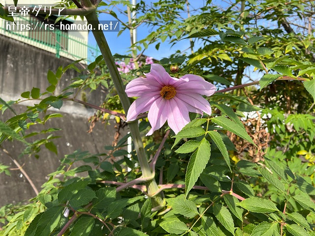 皇帝ダリアの花言葉と由来 自然植物図鑑