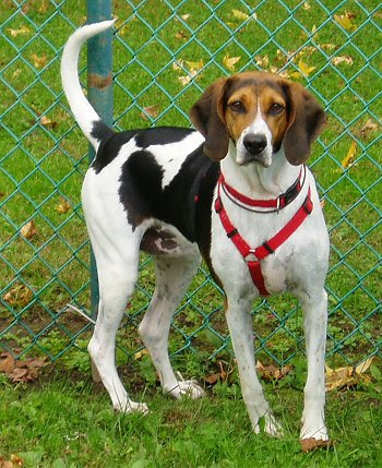 How to Train a Deer Hunting Dog