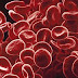 How Does Energy Flow In The Cells Of An Animal After Blood Delivers Oxygen And Digested Food To Them