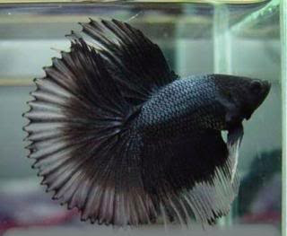 Halfsun Betta