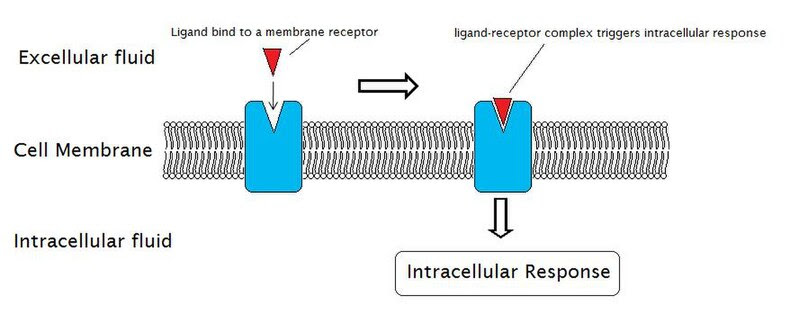 External reactions and internal reactions for signal transduction