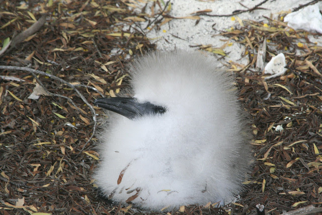 Cook Islands, birds, stamps, animals