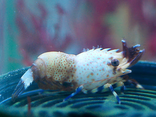 マーブル サロンシュリンプ 海水魚 サンゴ 熱帯魚 テラリウム 飼育
