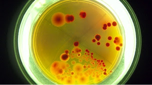 Colonia de bacterias