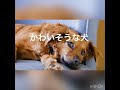 [最も好ましい] 犬 かわいそう 793213-犬 かわいそう な 話