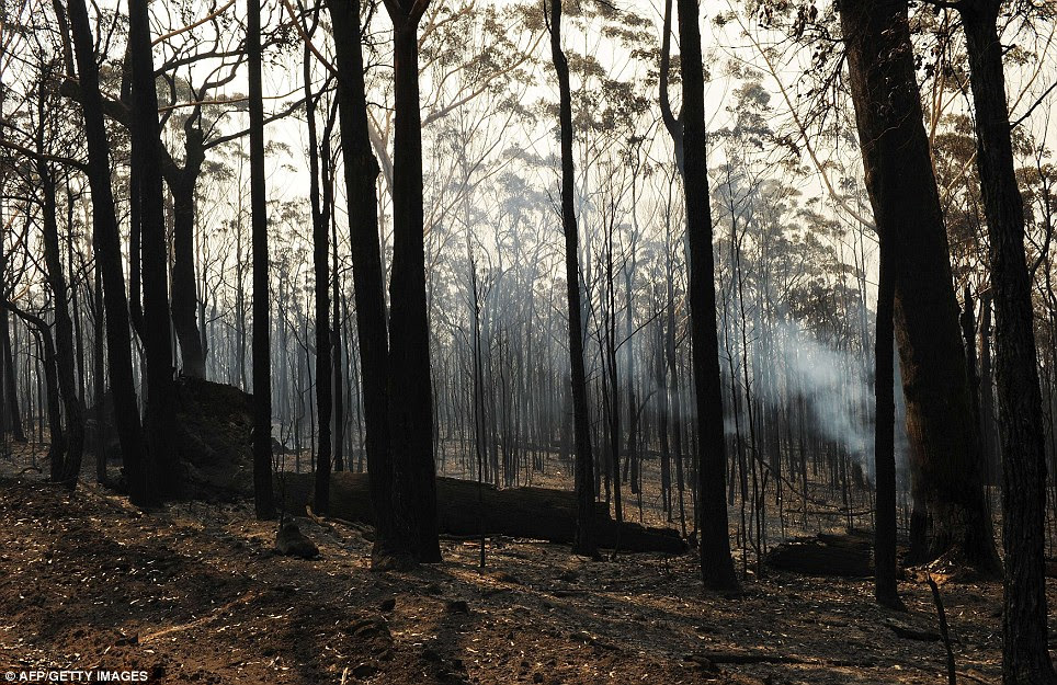Scorched earth: Burnt trees from the Deans Gap fire are shown near Nowra on the south coast of Australia's New South Wales state