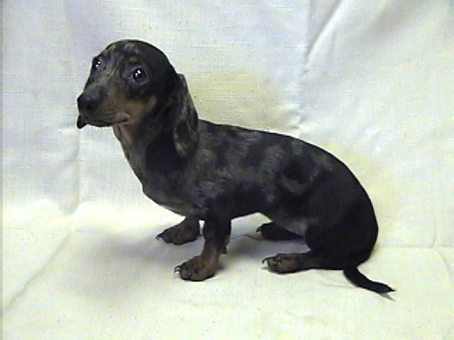 Mini Dachshund Photos | Mini