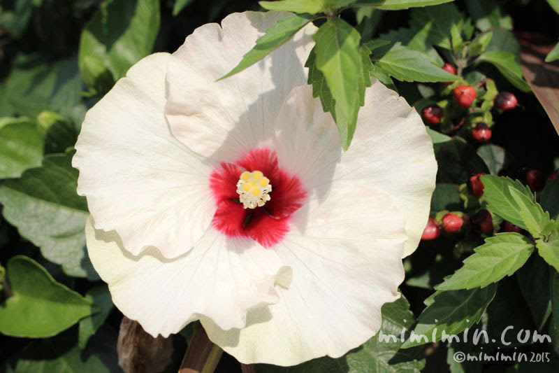 白いハイビスカス 花の写真 花言葉 みみみんブログ