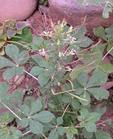 白花菜 白花菜的功效与作用 中药白花菜 白花菜是什么 白花菜的用法用量 A 医学百科