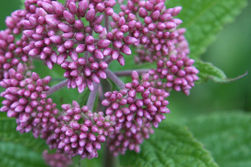 joe pye weed