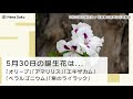 5 月 誕生花 179340