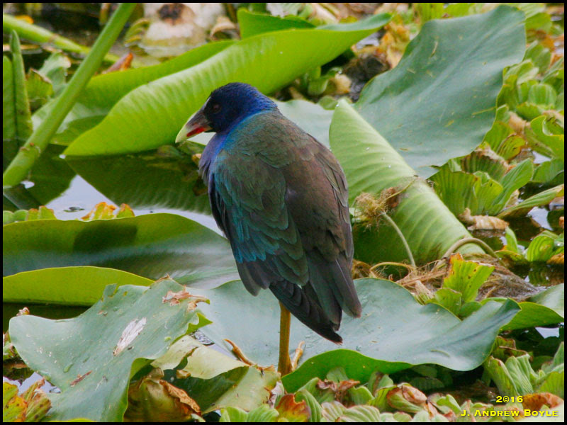 Purple Gallinule
