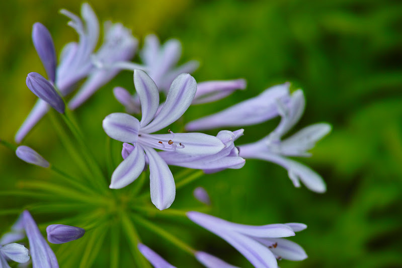 SIGMA DP2 Merrill+AML-2 1st experience