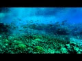 Your Best Dive Destination – Milne Bay