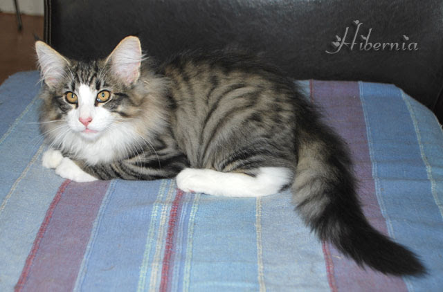 Un Chat Norvegien C Est Quoi Exactement Son Physique Son Caractere Son Entretien Ses Couleurs Tout Savoir Sur Ce Chat Fabuleux