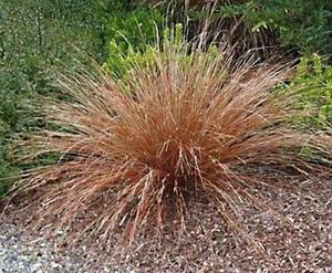 Carex buchananii aposRed Roosterapos - BBC Gardenersapos