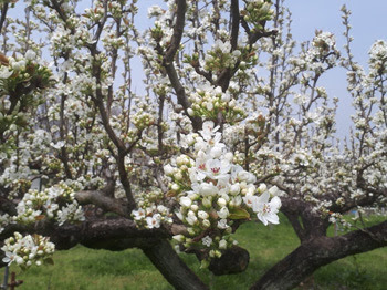 梨の花だより