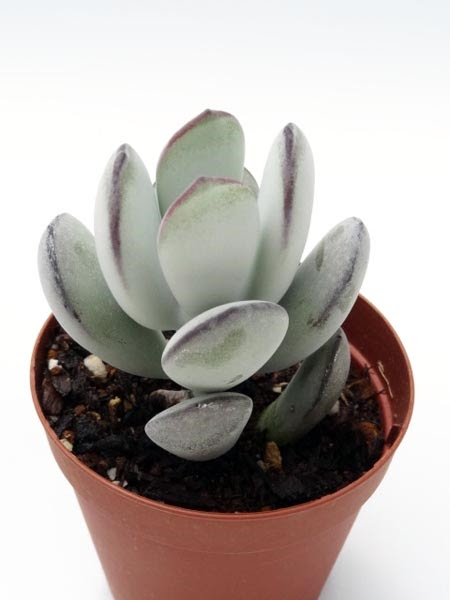 コチレドン属 一覧