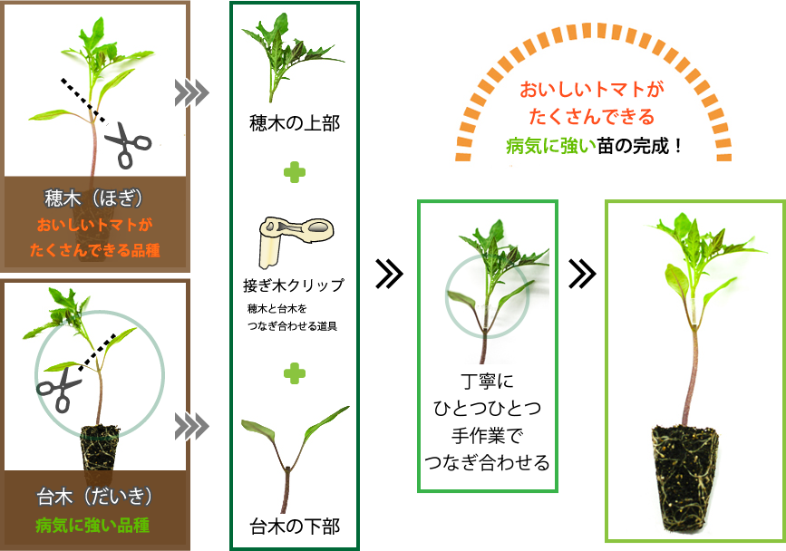 商品案内 野菜苗販売で食の安全を守る西日本ナーサリー耕業株式会社