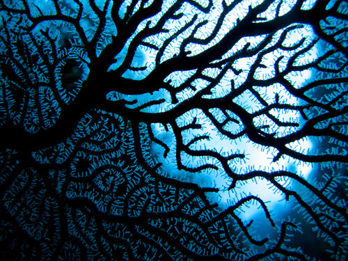 Underwater Photography