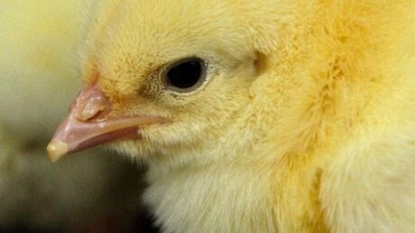 Salmonella Chicks