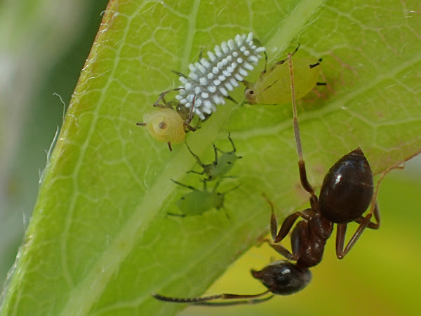コクロヒメテントウの幼虫とアリたち 虫散歩