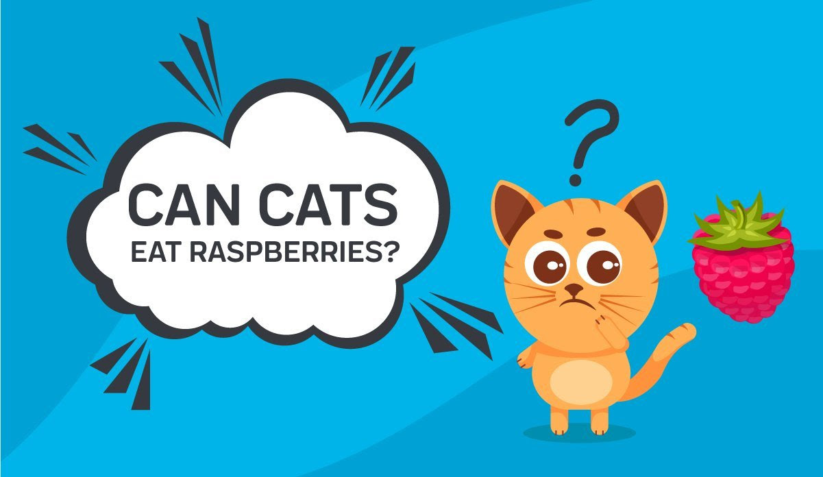 Can Cats Eat Raspberries Is It Safe For Your Cat Innovet Pet
