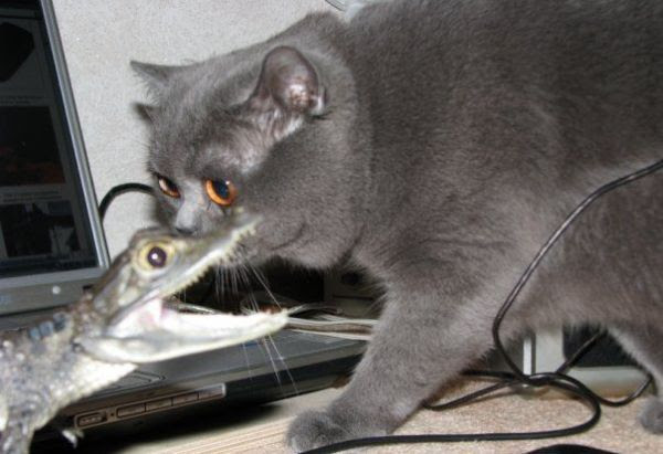 These funny animals (38 pics)
