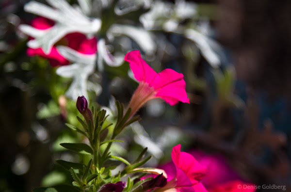 bright pink, petunia