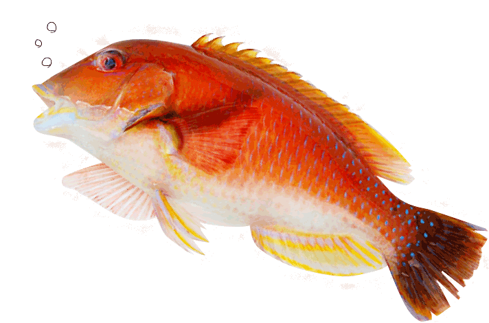 熊本の鮮魚 仲卸 新鮮な魚は 田崎市場の魚屋さん 健水と遠水