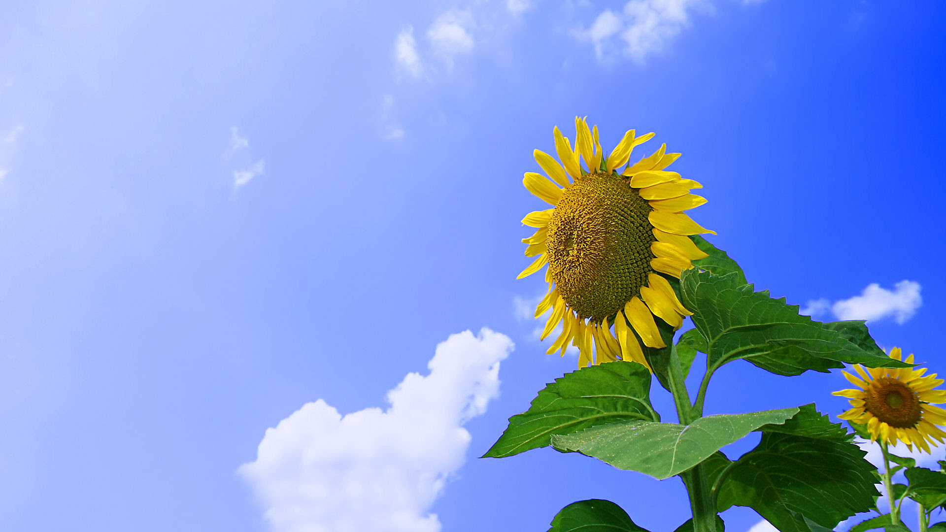フルhdデスクトップ無料壁紙 ひまわり畑 ひまわりの花 壁紙写真 四季の彩り壁紙写真集