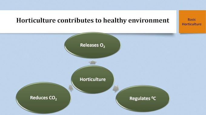 Importance of Horticulture in India
