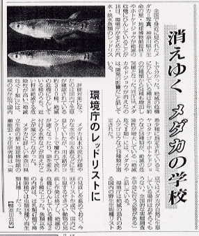 新聞記事 メダカ絶滅危惧種に指定