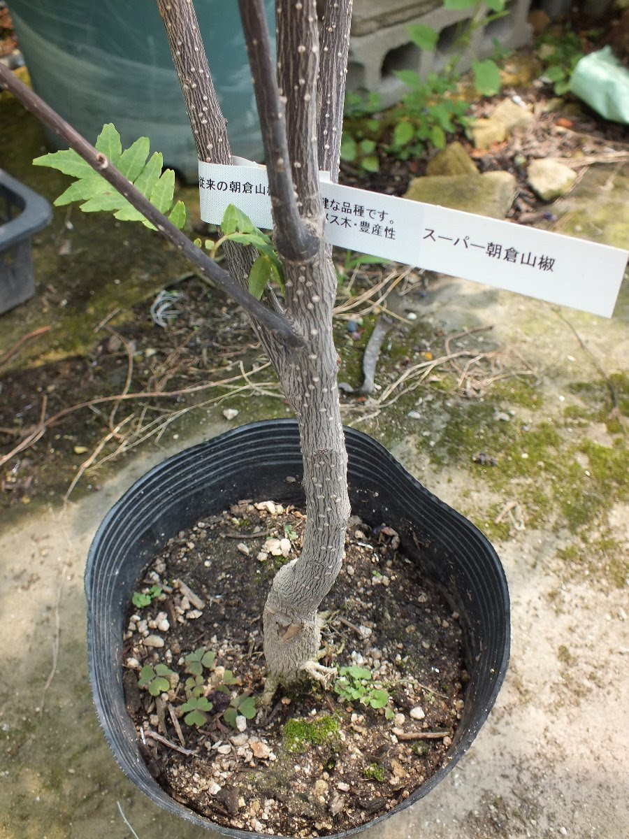 枯れ難い山椒 スーパー朝倉サンショウ 朝日園 オフィシャルブログ