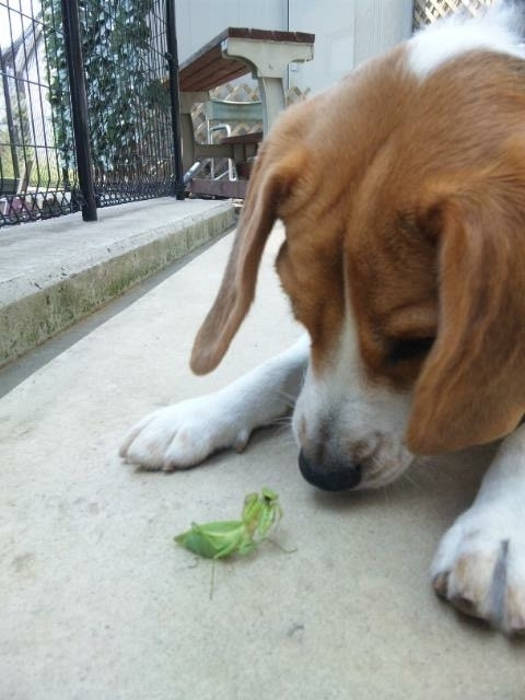 犬が虫を食べるとどうなる 食べない方が良い虫は 犬の総合情報サイト ペットスマイルニュースforワンちゃん