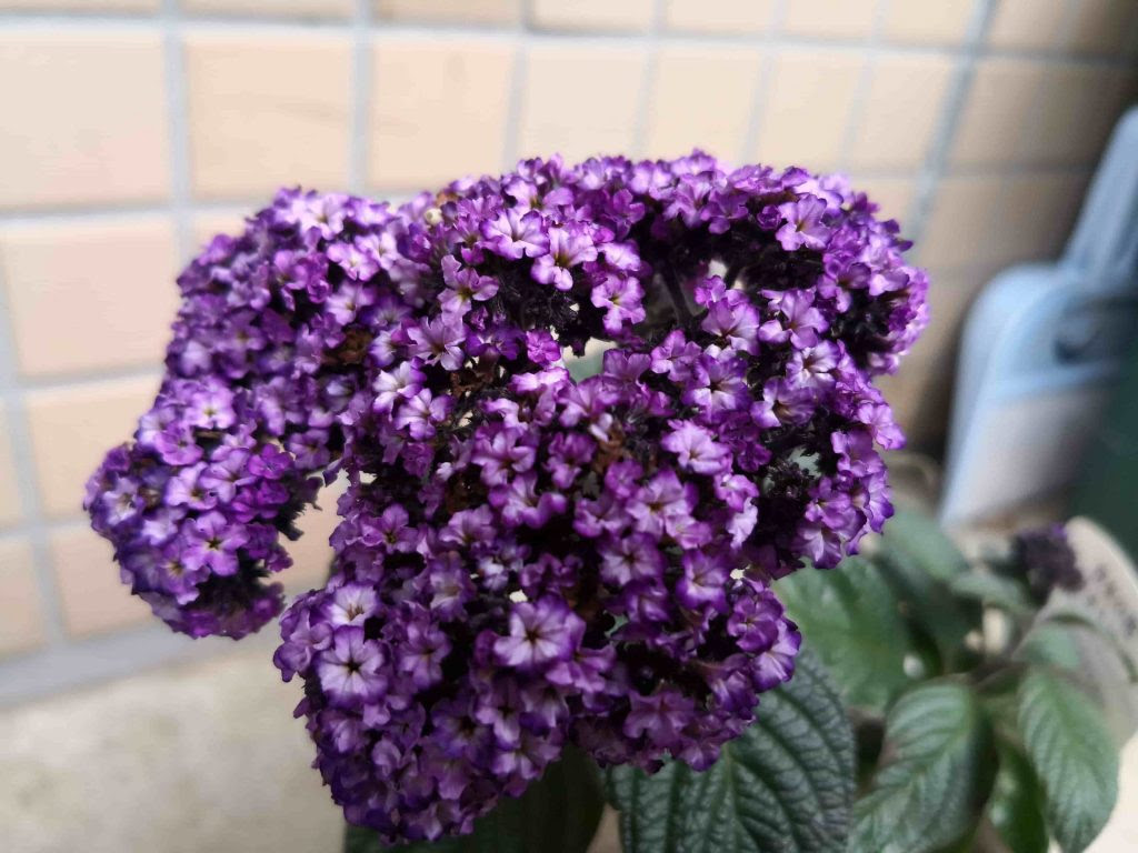 ヘリオトロープ成長日記 その１ 植え付けと開花 ぴすけの庭