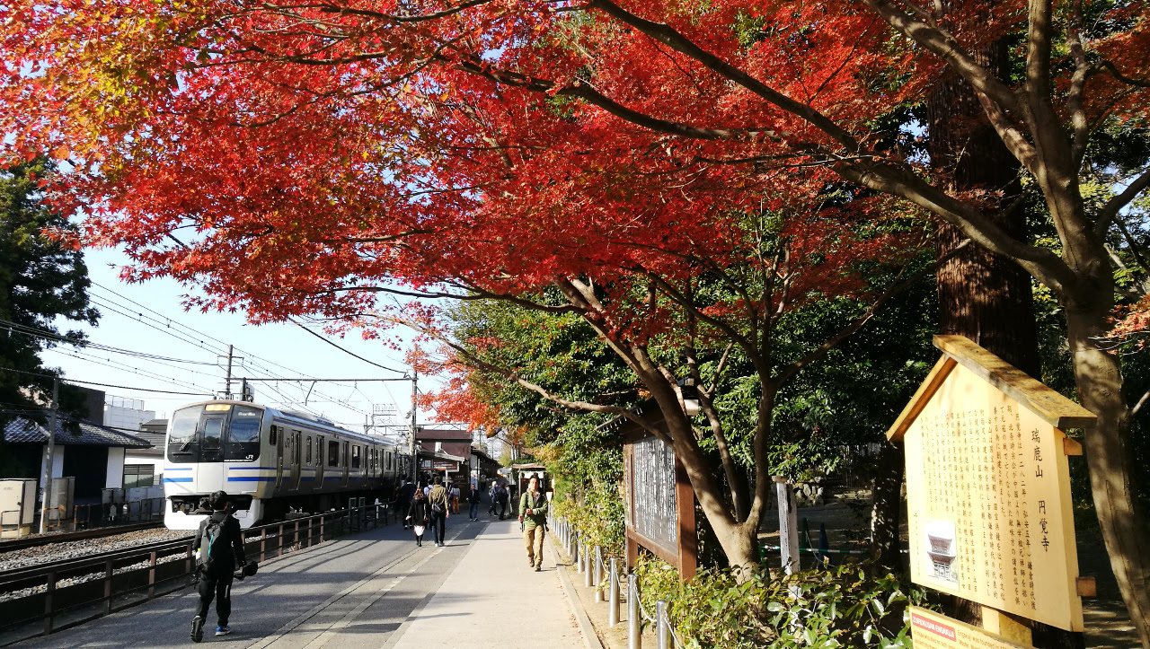 鎌倉 天園ハイキングコース周辺 明月院など Travelreport