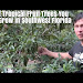 Best Fruit Trees To Grow In Florida Free Download Clips Mp3 and Mp4