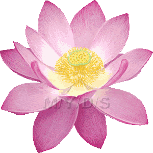 ハスの花 蓮の花のイラスト 条件付フリー素材集