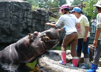 動物園ではたらいてみよう 動物好きなら誰もが一度は 動物園 ではたらいてみたい と考えたことがあるのではないでしょうか 今回は そんなみなさんの夢を叶える 天王寺動物園の職業体験プログラムを紹介します 小学校高学年向けには 飼育係を